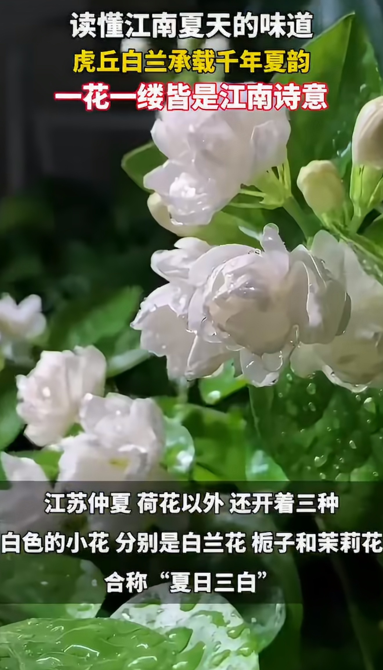 江苏的夏日浪漫是阿婆篮子里的白兰花说起江苏夏日，少不了阿婆竹篮中的白兰花。素雅小