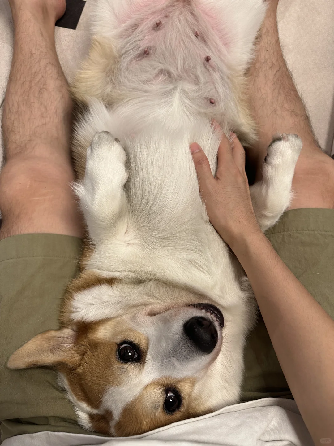 可怜的妹妹，耳朵马色拉菌感染