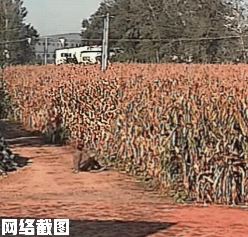 辽宁有大爷下玉米地查看玉米长势。

此刻大爷不经意间看到远处有个动物，刚开始以为