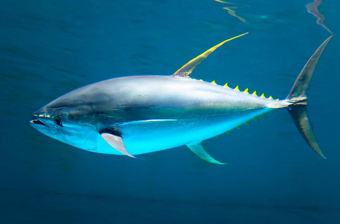 金枪鱼一生都在游泳，一小时狂飙80公里，因为它一停下来，就等同于结束了自己的生命