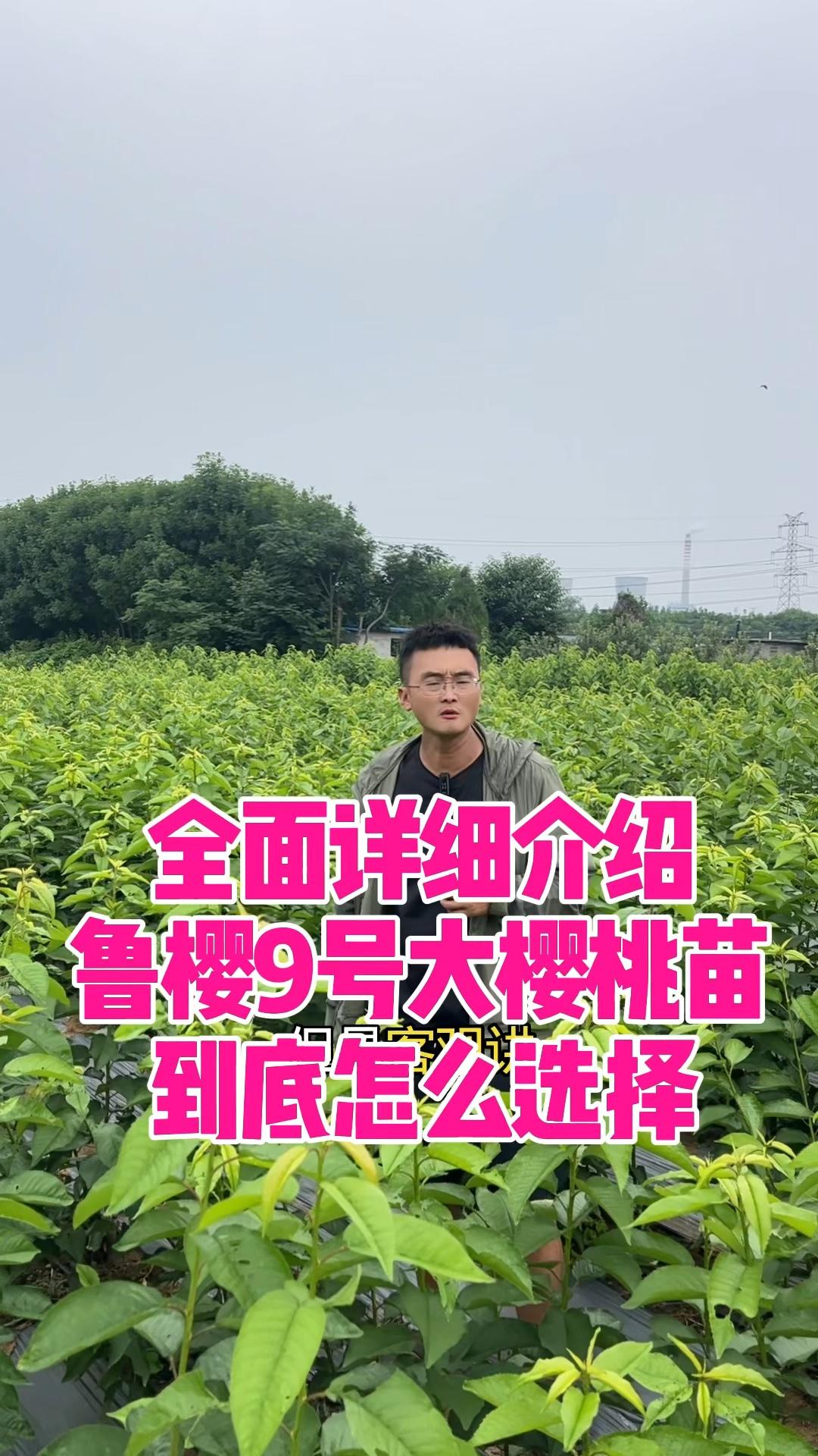 全面详细介绍鲁樱9号大樱桃苗到底怎么选择？
耐高温、畸形果少、糖度高的鲁樱9号，