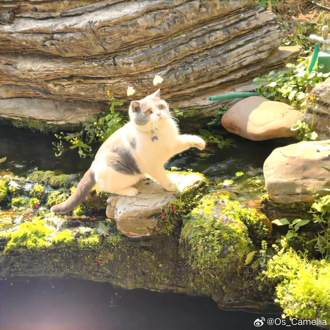 朋友圈背景图分享‎ദ്ദിᵔ.˛.ᵔ₎✧ 