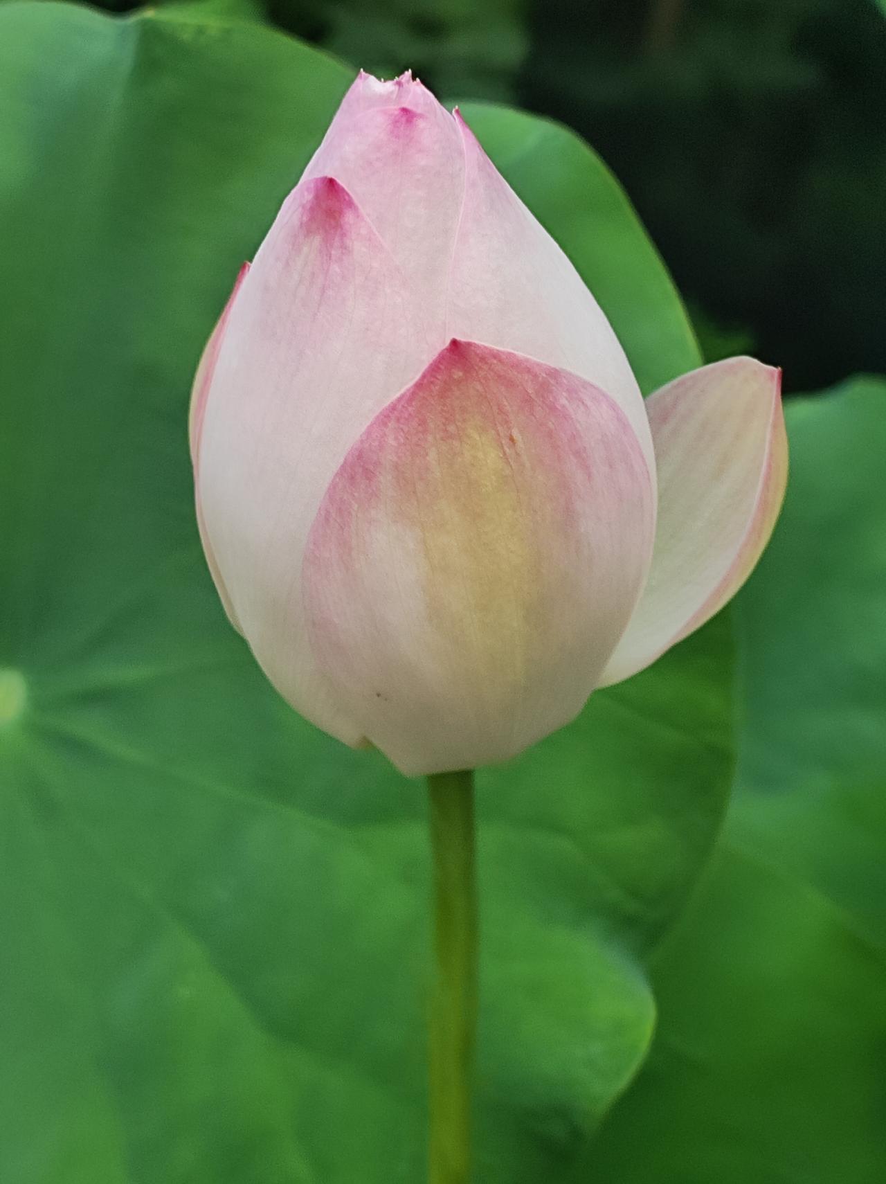 再拍荷花和睡莲
