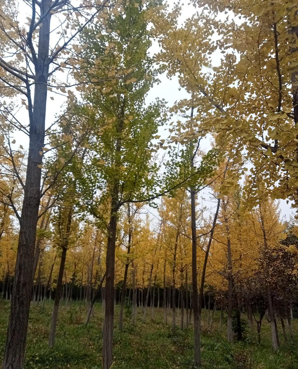 胖东来的东西真的便宜吗? 消费者首要考量的是商品保真，而非价格高低，只要不买到假