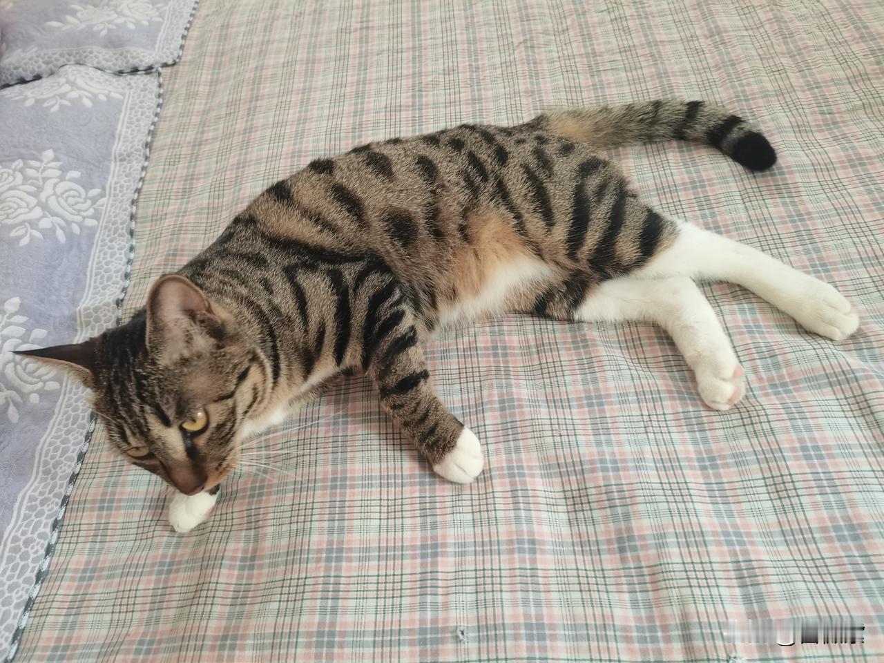 下午睡醒后，去趟后院老妈那里，老妈在看电视。

给她收拾屋子，顺便把淘气小狸花送