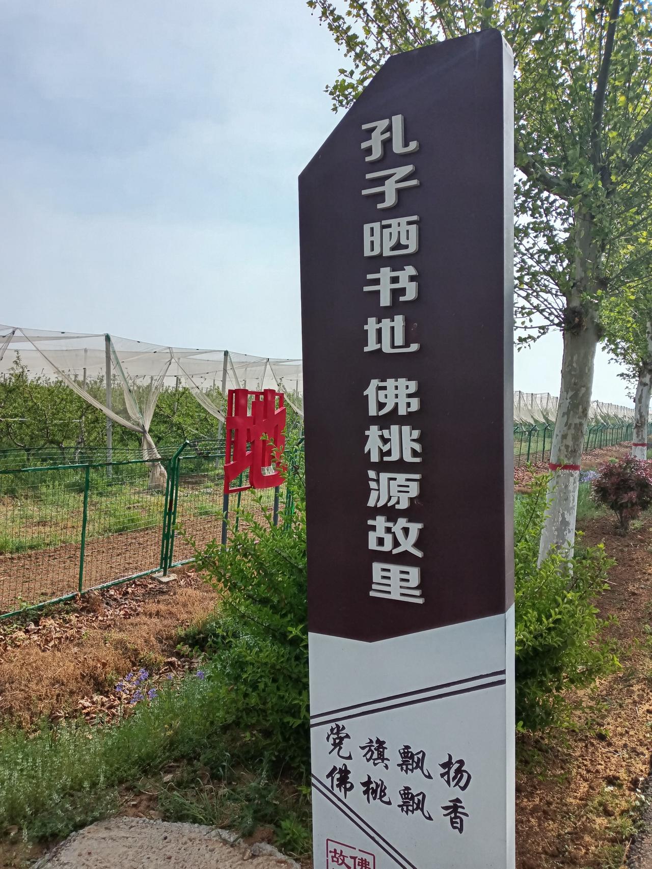 打卡孔子晒书地，感受佛桃飘香！一一肥城市桃园镇万亩桃园科技示范基地。