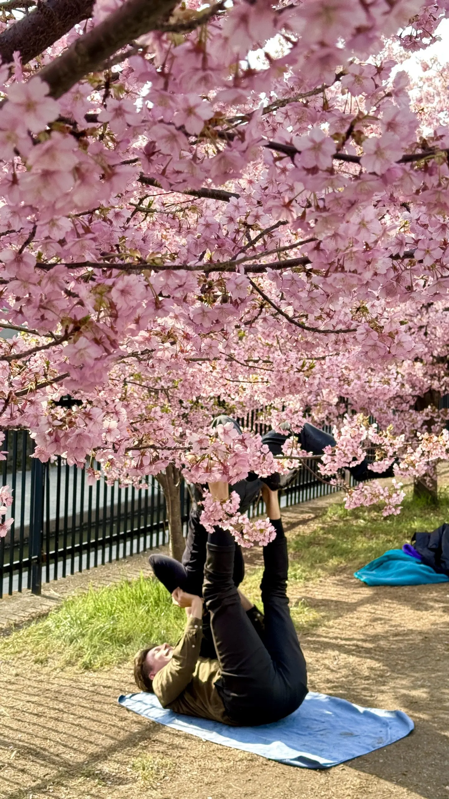 天也醉樱花 云脚满蹒跚。京都