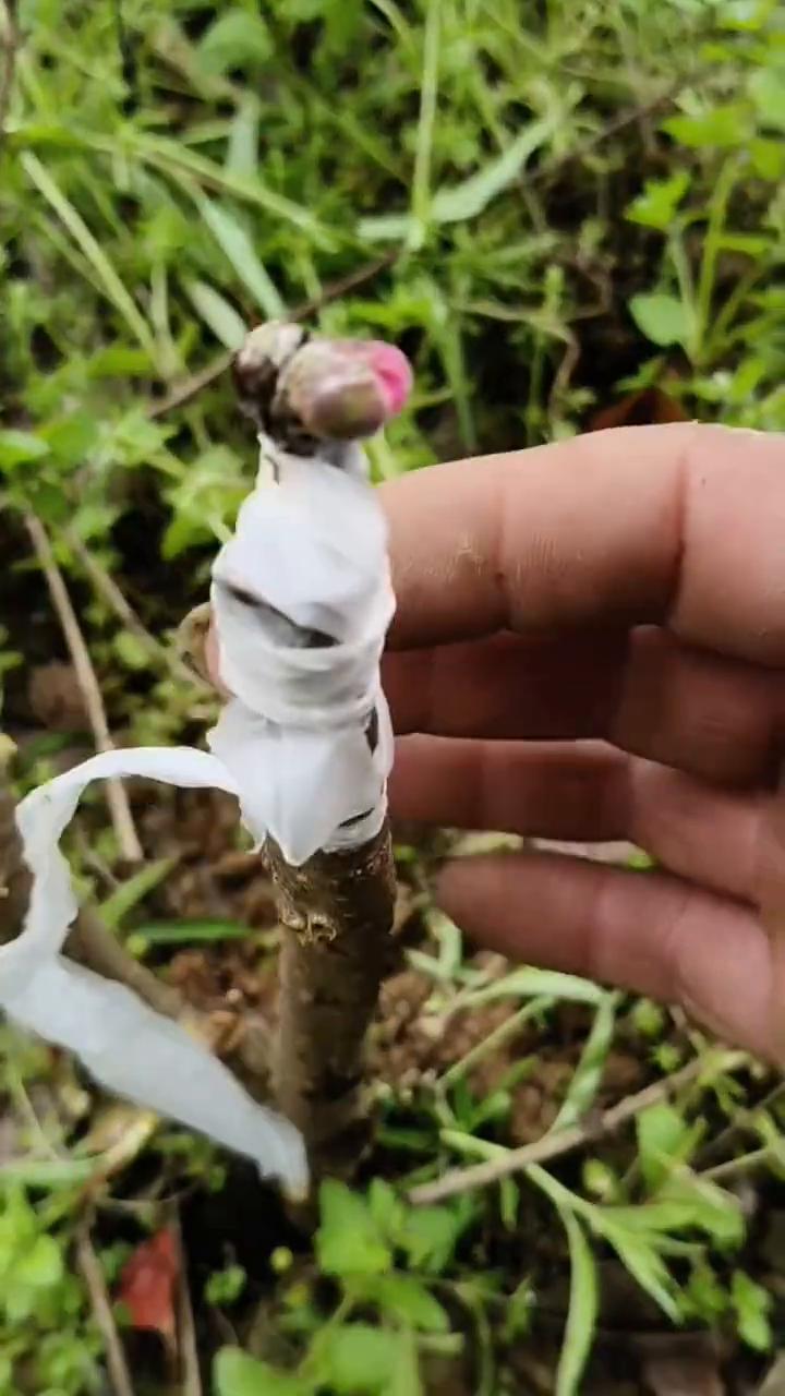 我崽耶！这就嫁接高手，边嫁边开花边结果。