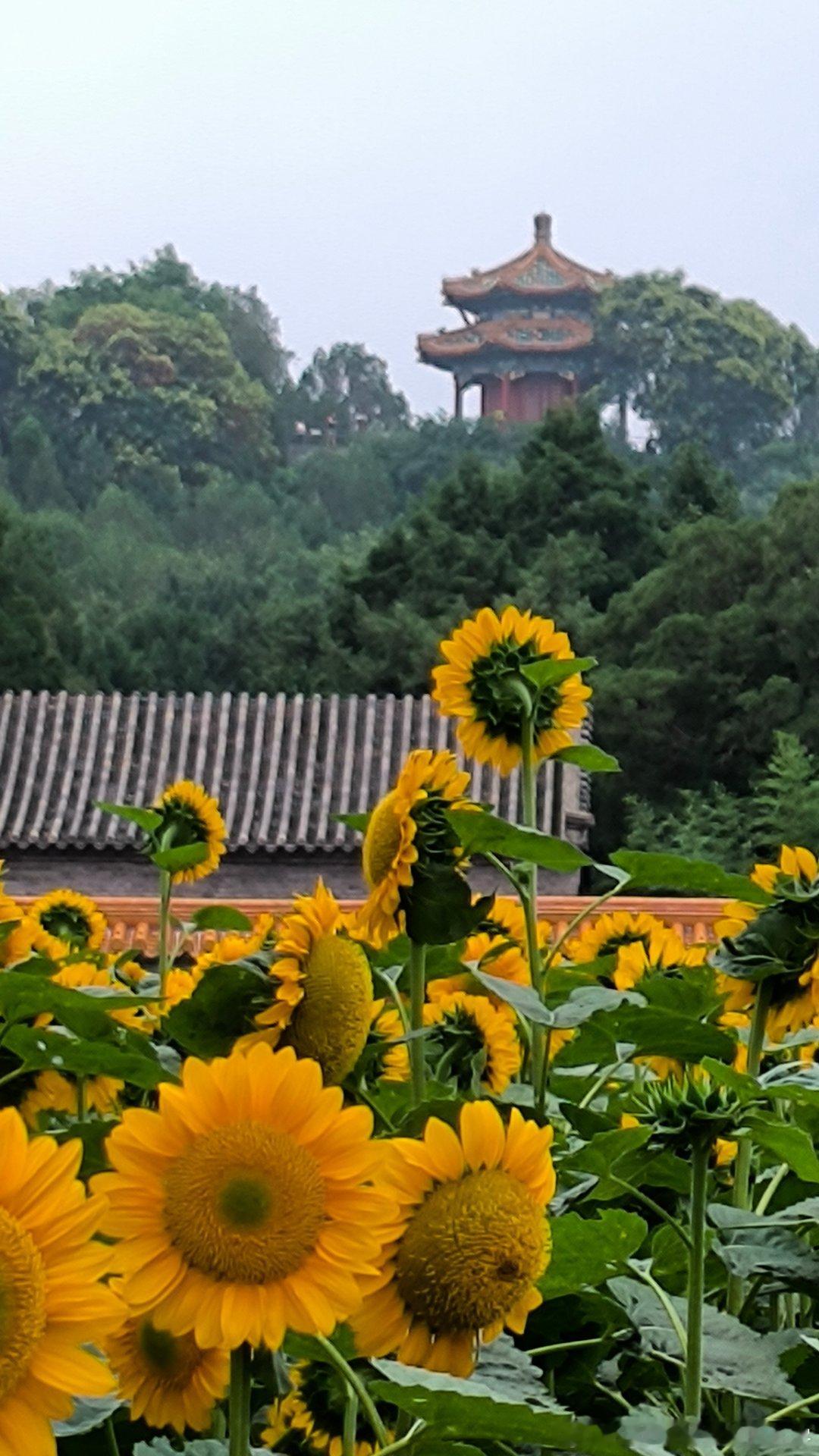 景山的向日葵开了。今天阴天，还时不时的下点毛毛雨，挺凉快的，但是拍出的照片不太好