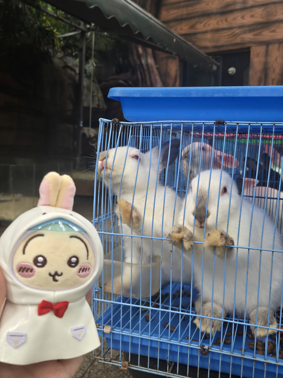 噜噜！端乌节快乐哟
