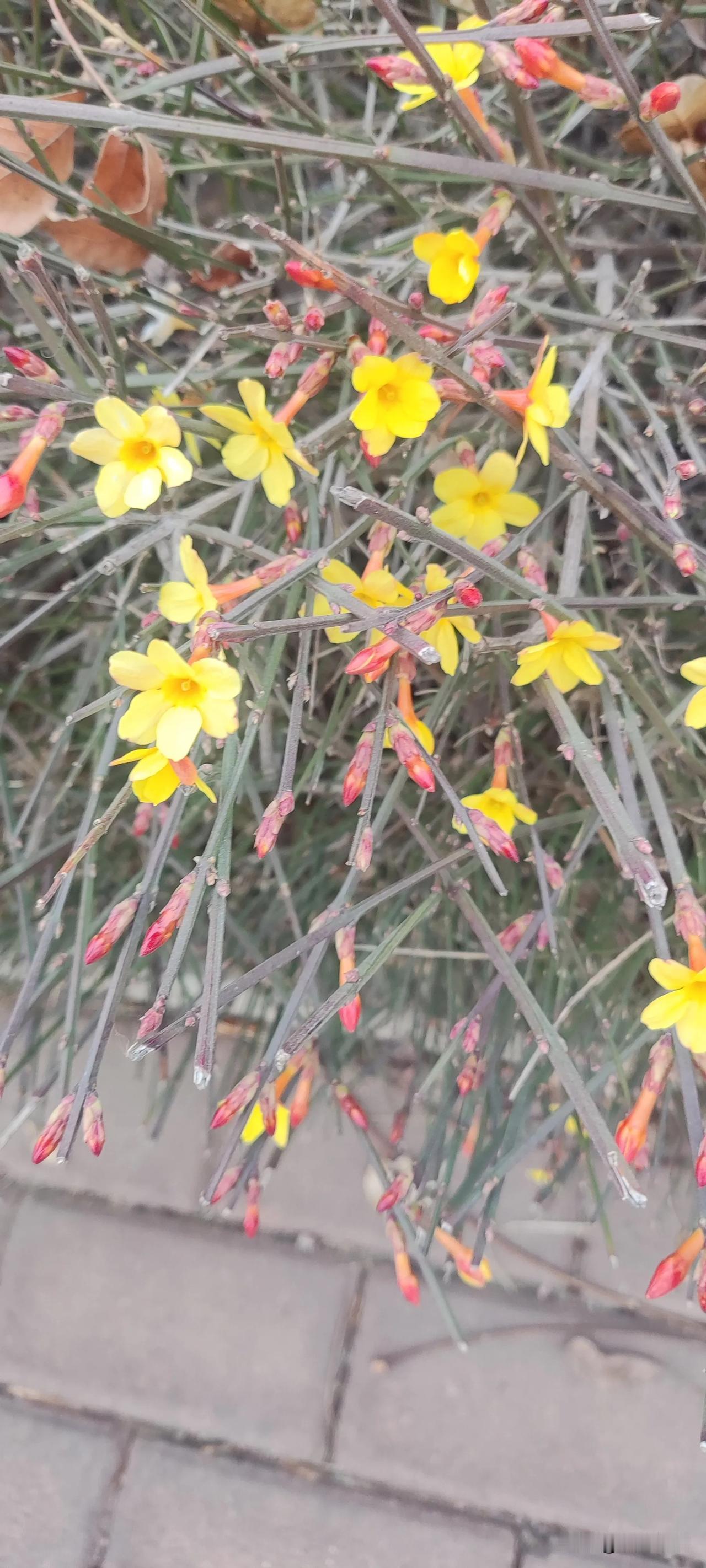 我笑花，
花笑春，
春花烂漫入我心。
风吹雨，
雨淋人，
烟雨蒙蒙欲断魂。
饮浊
