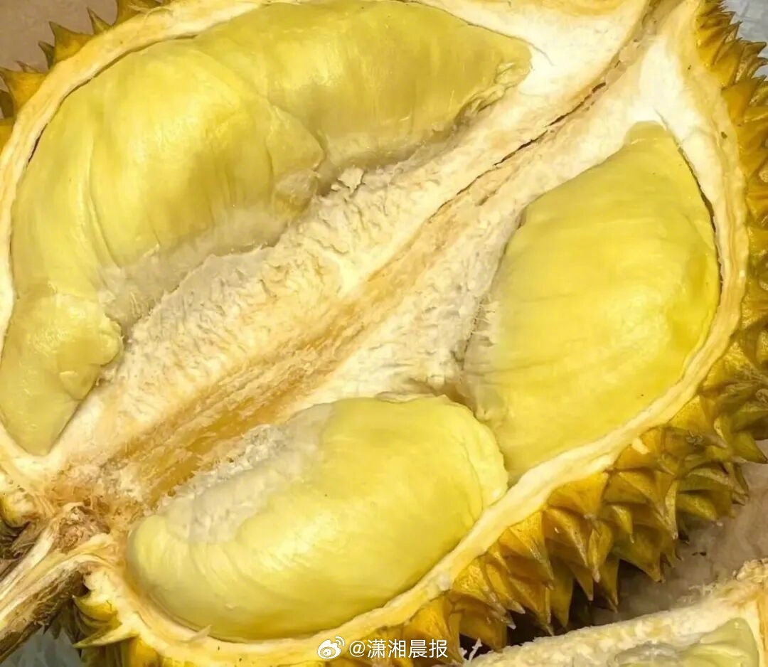 【#榴莲为什么进化成又臭又难剥的样子#】提及榴莲，你会不会好奇它到底为何长成如今