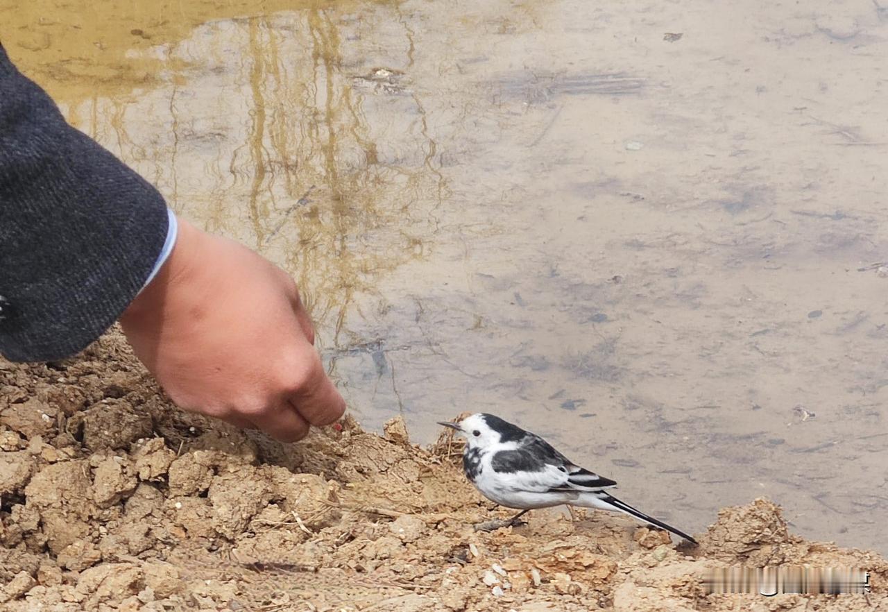 超萌小鸟“贴贴”互动！求认鸟大神揭秘身份🐦1月18日12点左，一只小鸟突然“嗖