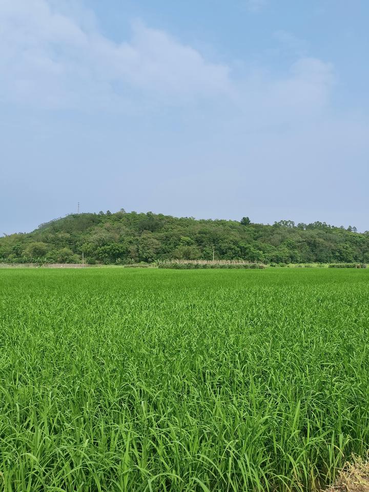 四月的绿，是大地最深沉的一次吐纳。

远山是静默的浓绿，田野是铺展的、油亮的新绿