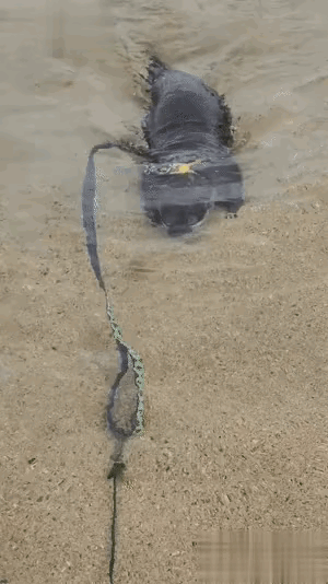 不懂就问，
这啥玩意儿？