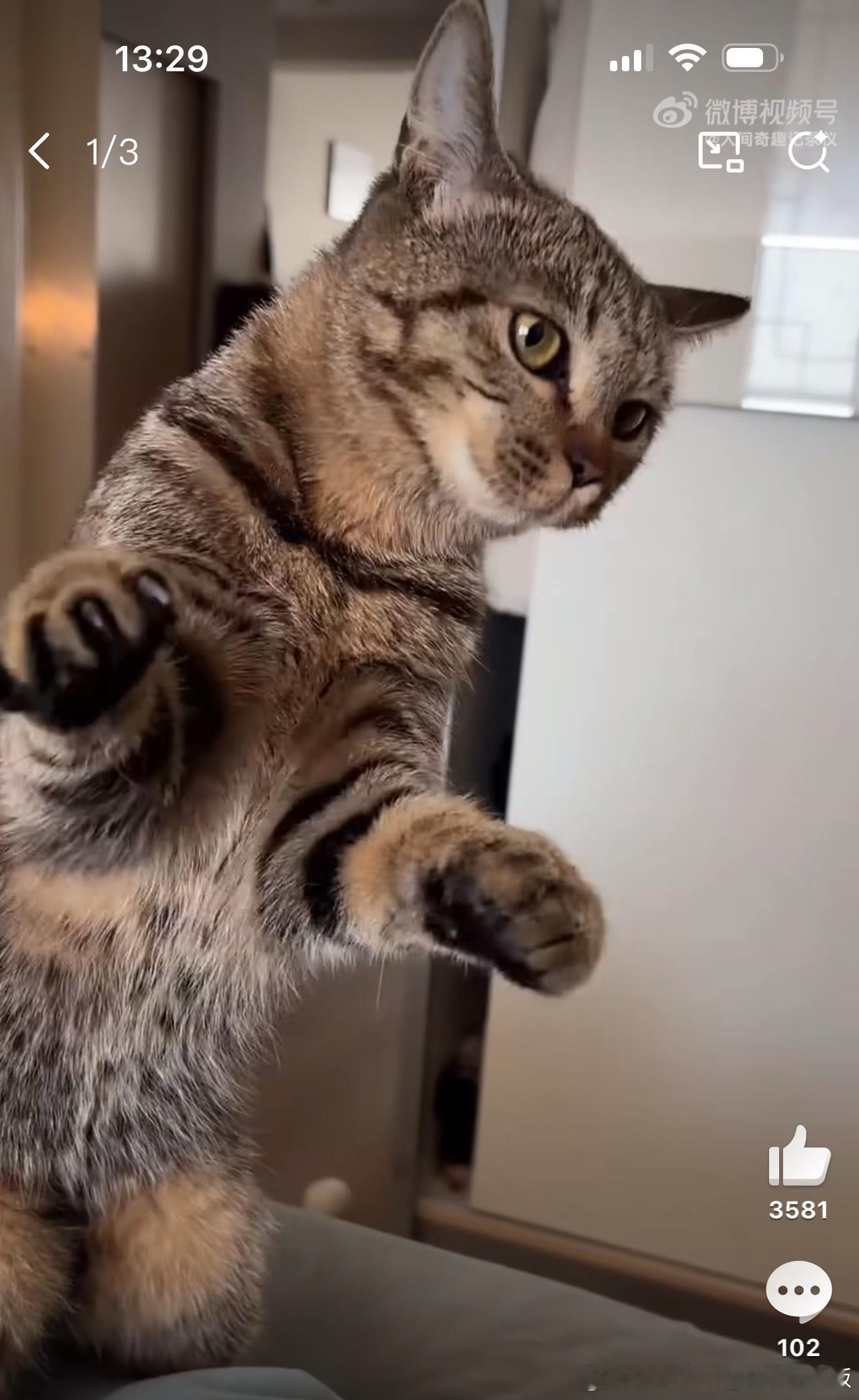 猫咪心想：该拿你怎么办（左探探右看看的）主人你能变回去吗 