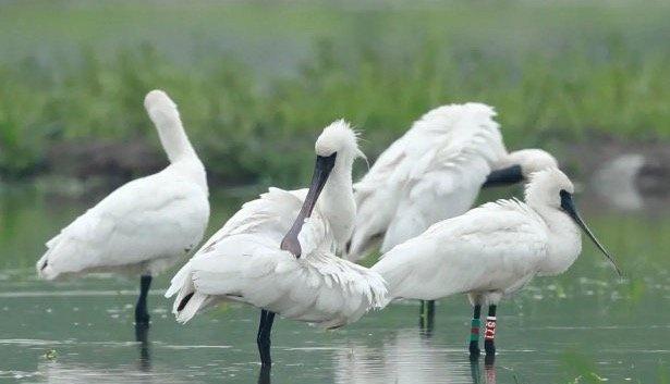 从“稀客”变“常客”，连续十多年如约而至，正是玉环生态越来越好的最好证明，为守护