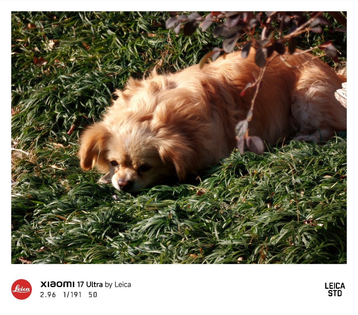 海边草丛晒太阳的可爱小狗，就叫你……太阳狗吧 