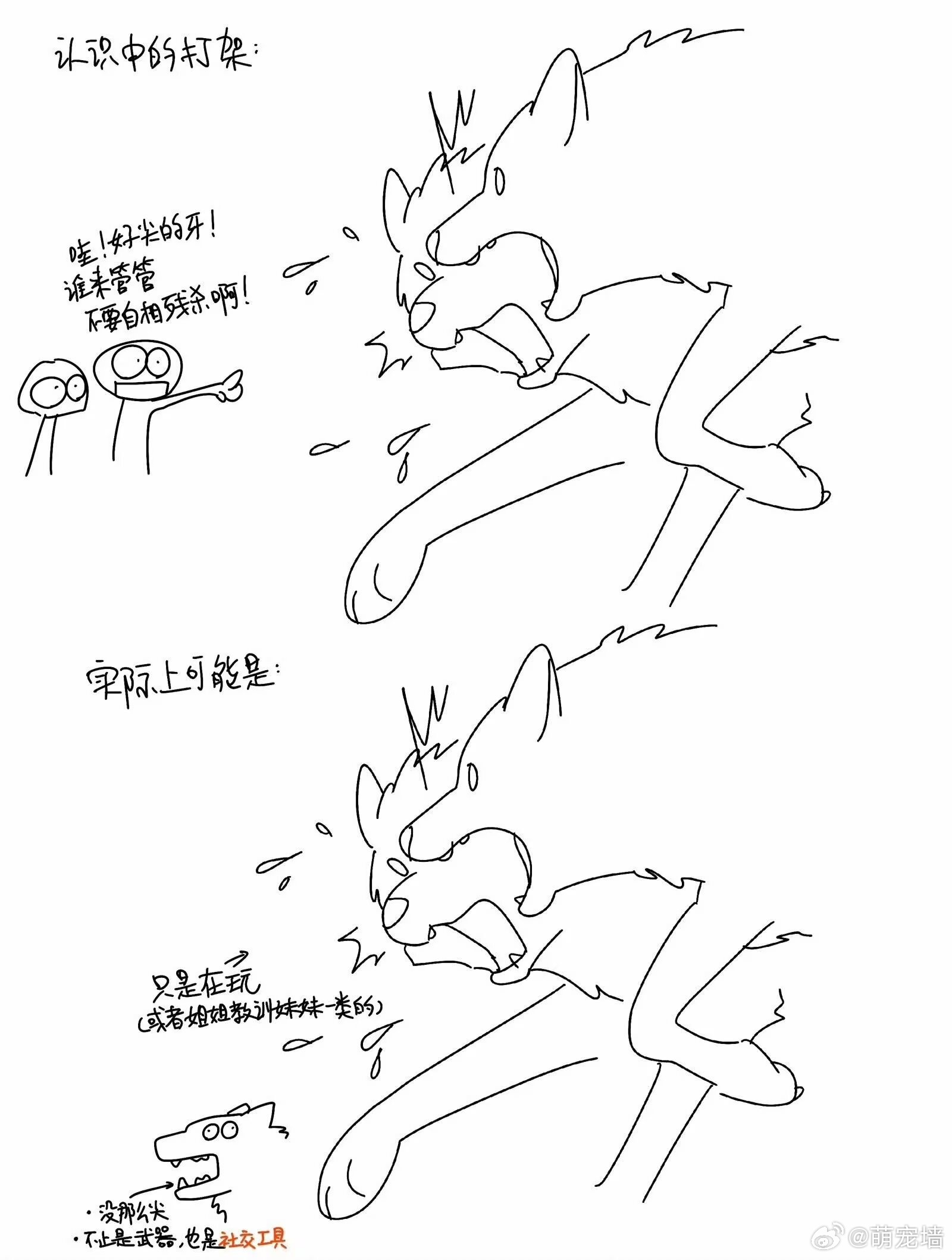 一点关于狼和狗的小科普 ​​​