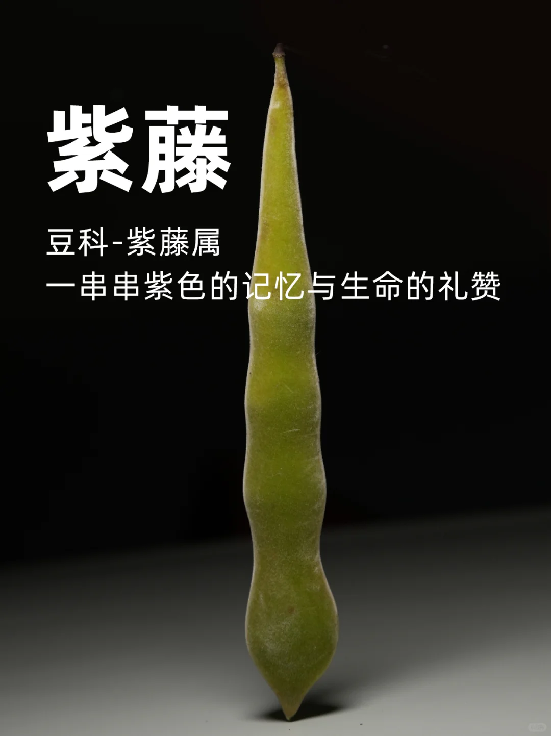 紫藤：一串串紫色的记忆与生命的礼赞～