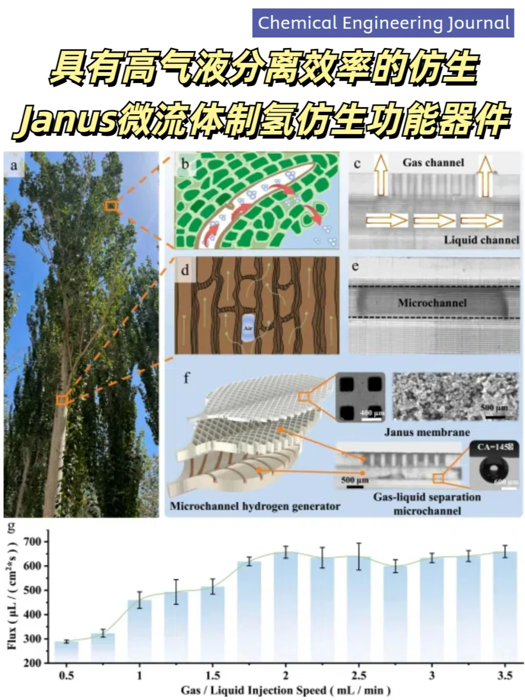 气液分离仿生Janus微流体制氢仿生功能器件