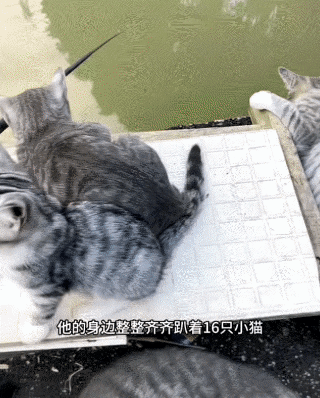 广东一名男子去户外钓鱼，打好窝开始钓时，身边竟来了整整16只猫咪围观。视频可见，