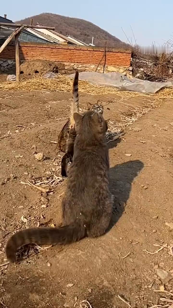这什么东西？