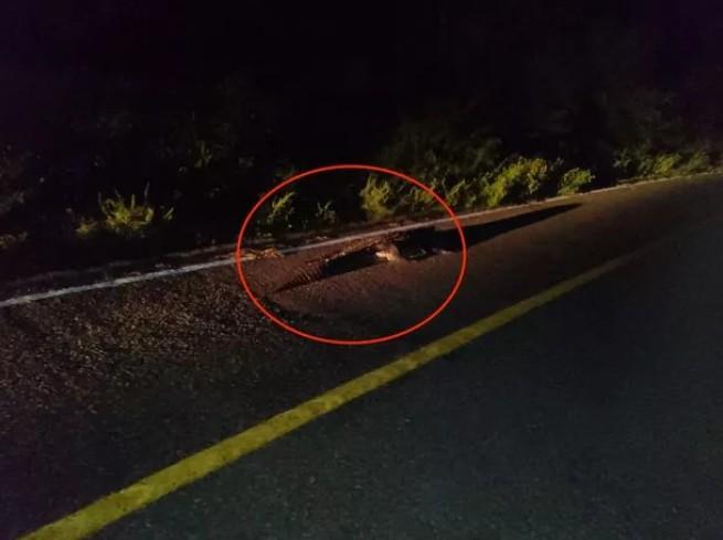 墨西哥一名女子日前晚间骑机车、载着家人行经一条公路时，突然有2只埋伏已久的鳄鱼冲