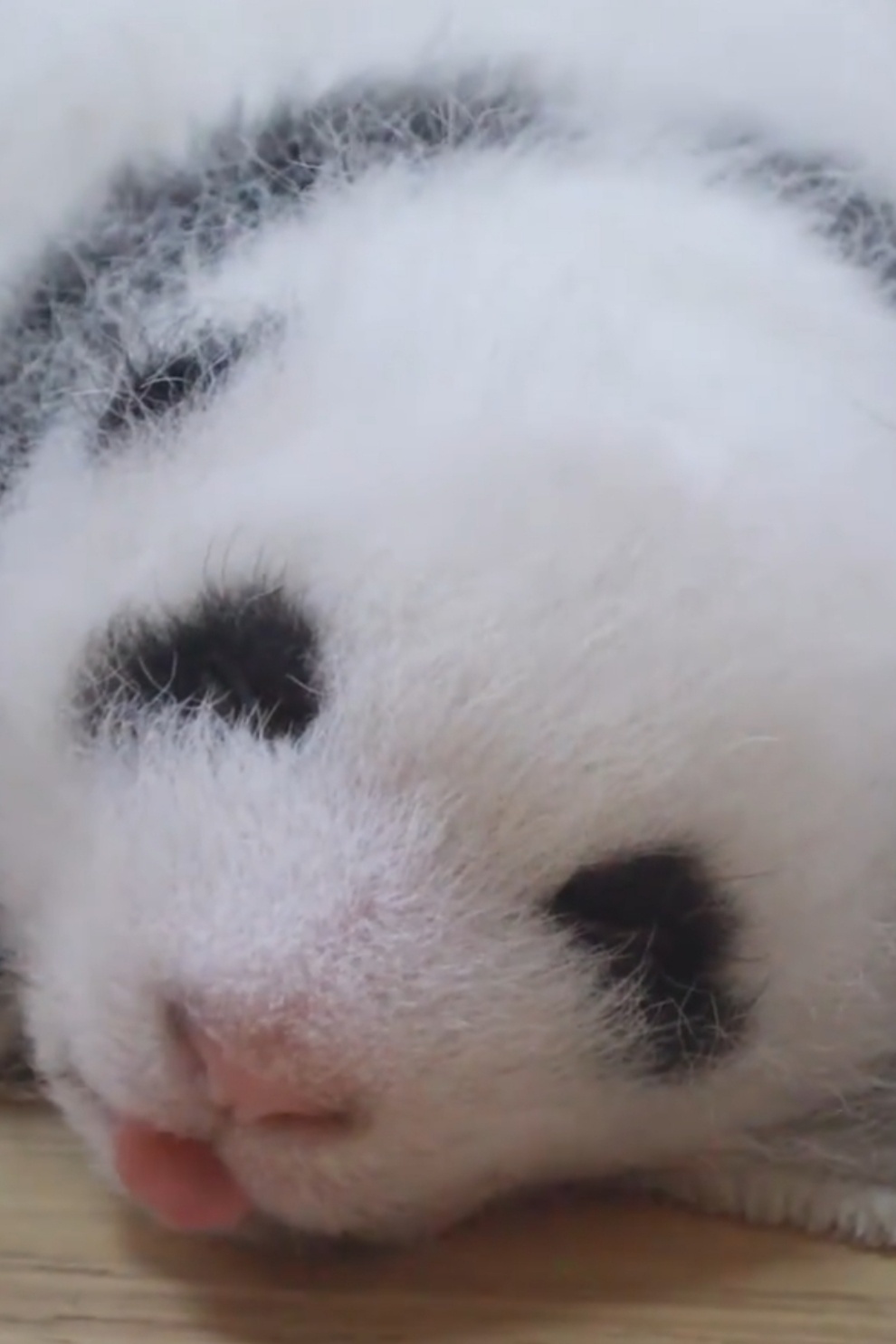 小小的真的太可爱了～大熊猫和花 