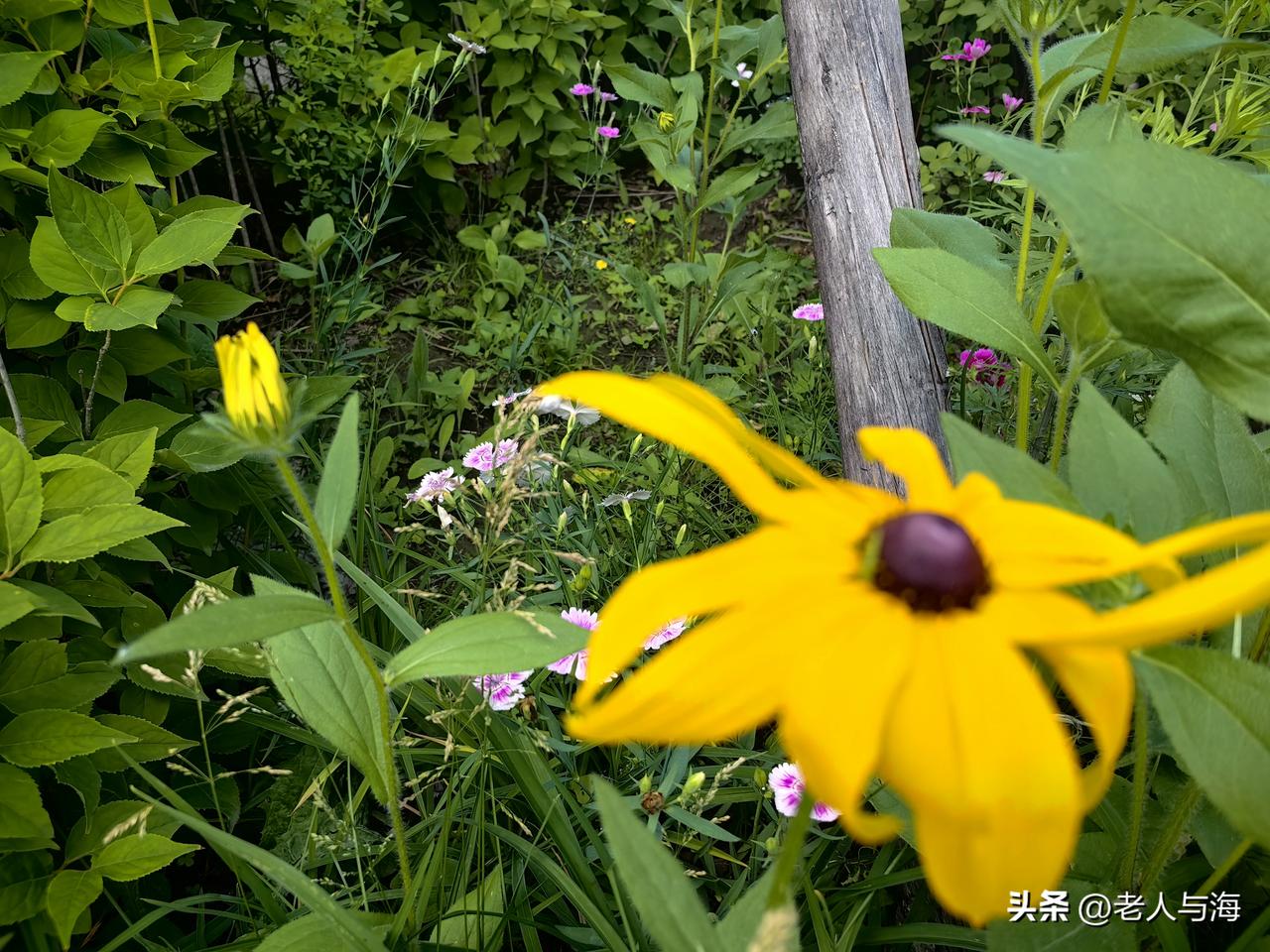 分享一种野花的照片好看吧