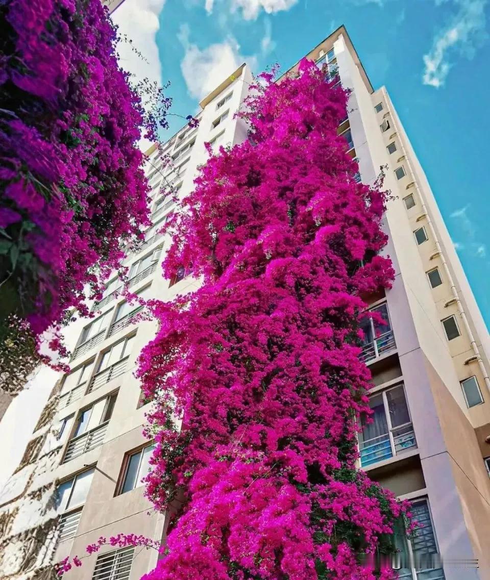 这三角梅真厉害，凭自己的努力，创造了一道亮丽的风景！大自然总是在不经意之间，给我