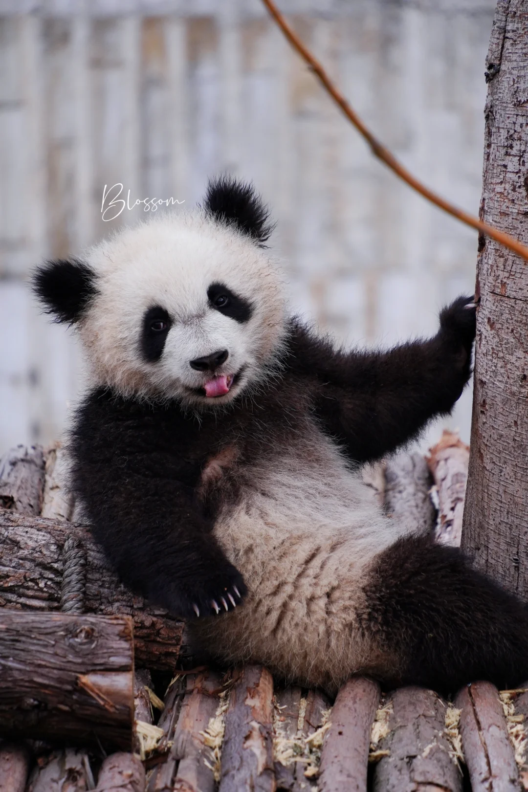 240315 脏脏拜，刚做完锡纸烫吗