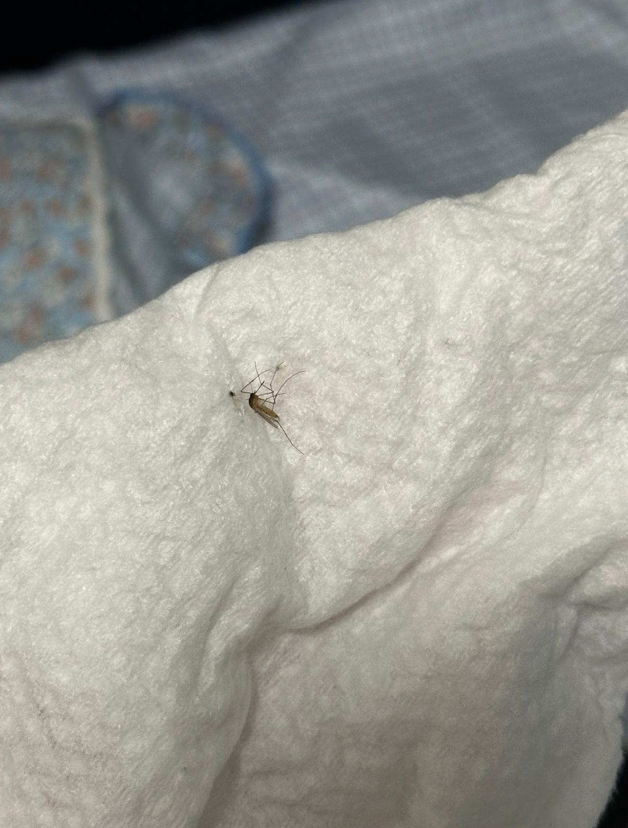 开封十一月中旬半夜还能有蚊子咬，我也真是服了，这几天回温的蚊子都出来了。我妈还说