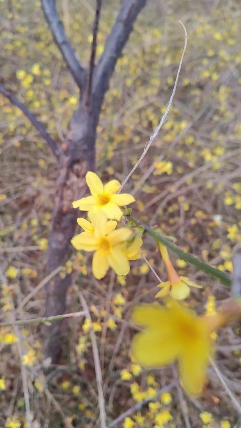 迎春花儿开！某人的作品，看看怎么样？
一枝迎春花 
创作灵感1漫花