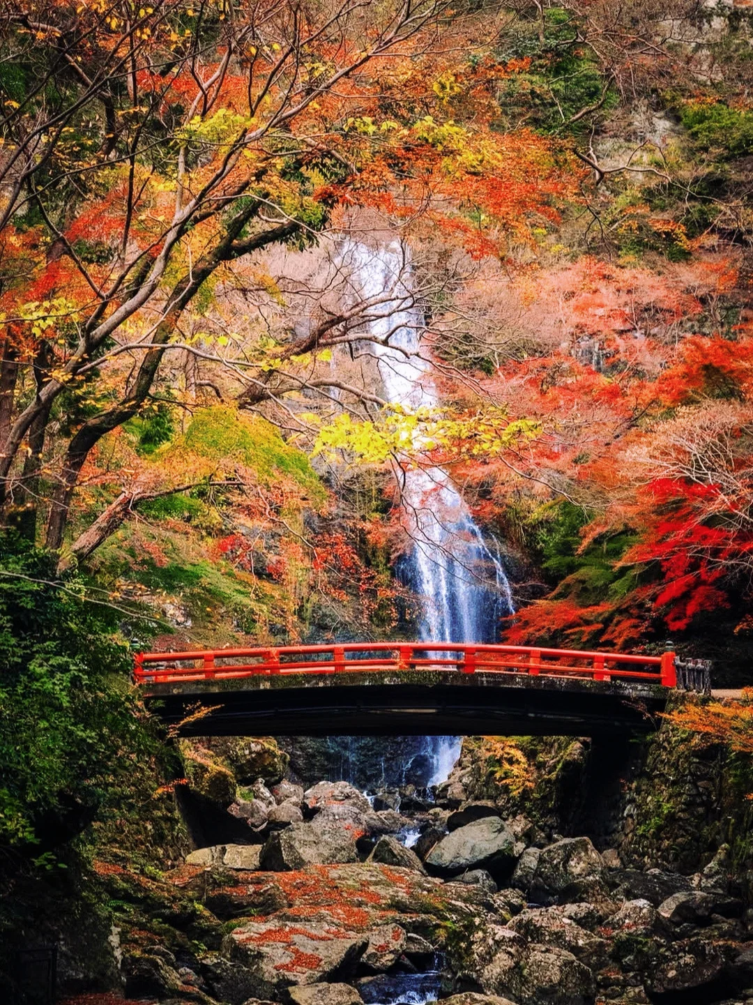 大阪｜在箕面公园看到了人生红叶🍁