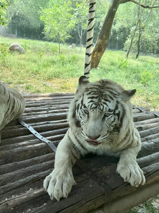 西安秦岭野生动物园集体开挂😭萌到心巴上了
