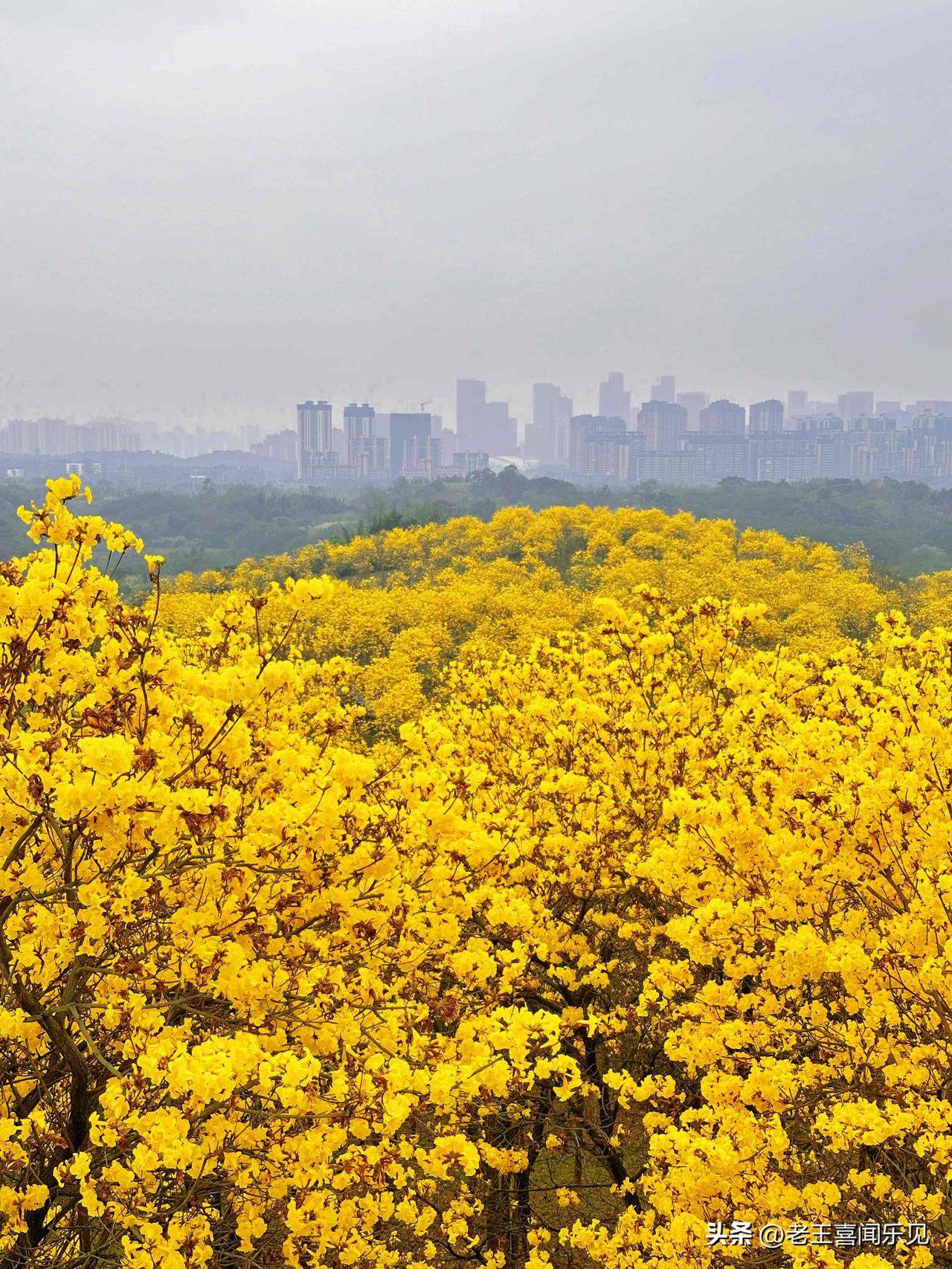 现在青秀山简直美翻了！400多亩黄花风铃木开得漫山遍野，金灿灿的一片，拍照都不用