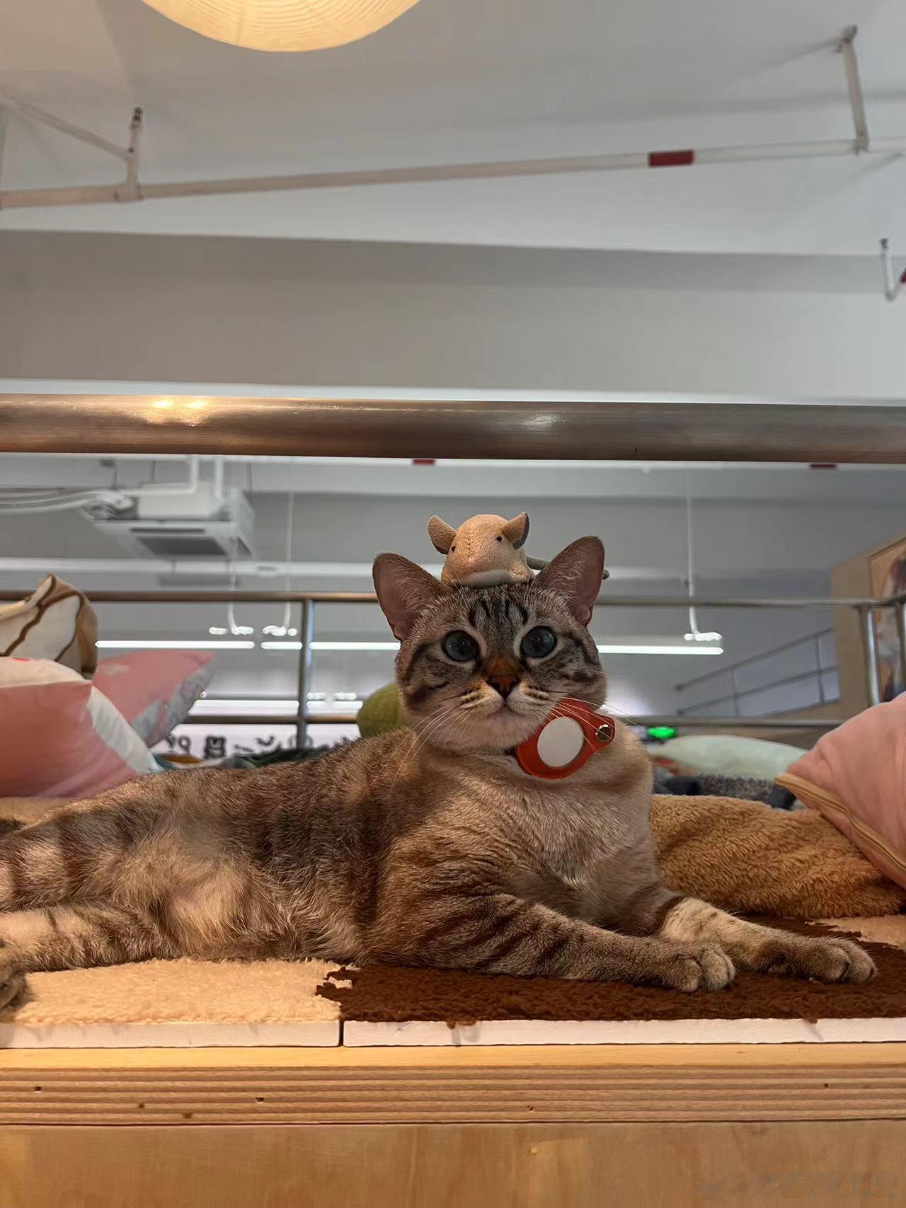 猫和老鼠[喵喵] ​​​