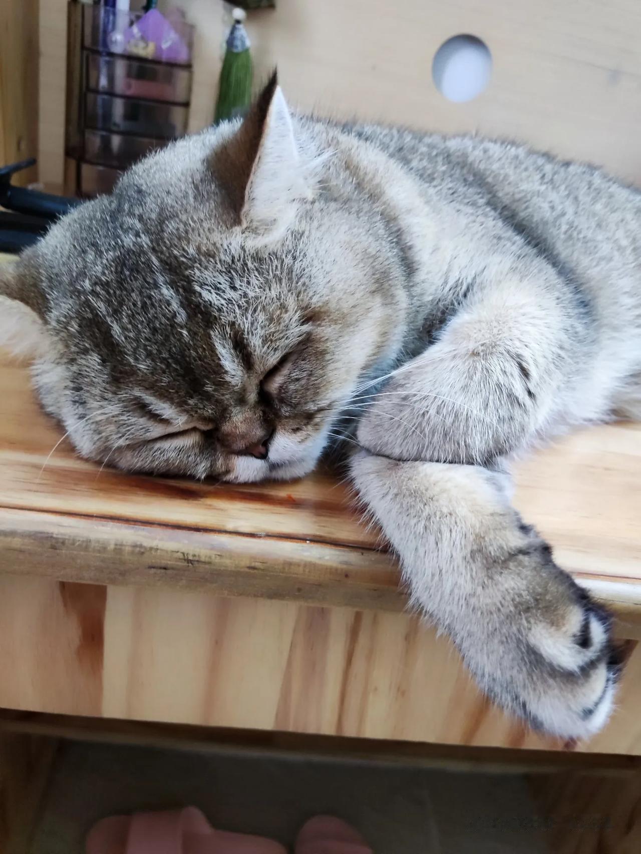 随拍
家有一猫如有一霸[笑哭]
每天霸占妹妹的书桌[酷拽]
又气人又可爱[泪奔]