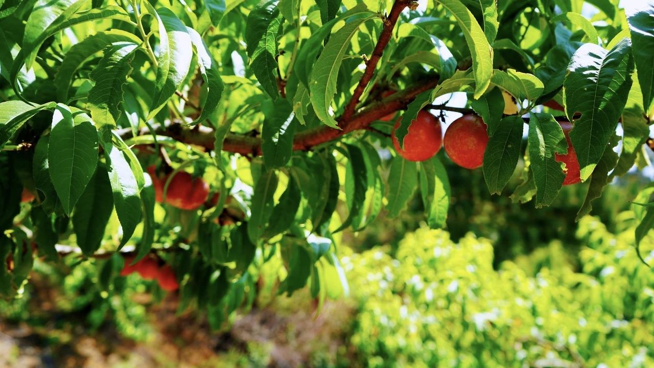 油桃的季节来了