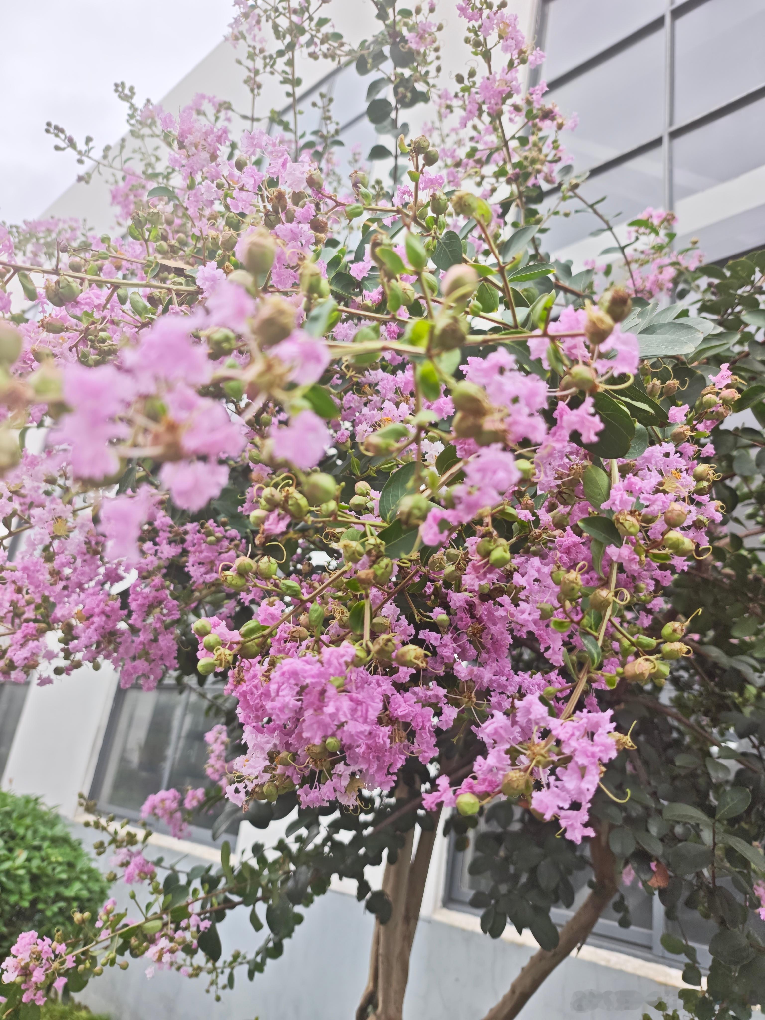 紫薇燃烧的夏天风漫过楼宇灰白的棱角一簇簇紫，炸开盛夏的浪潮细碎花瓣抖开柔软的火焰