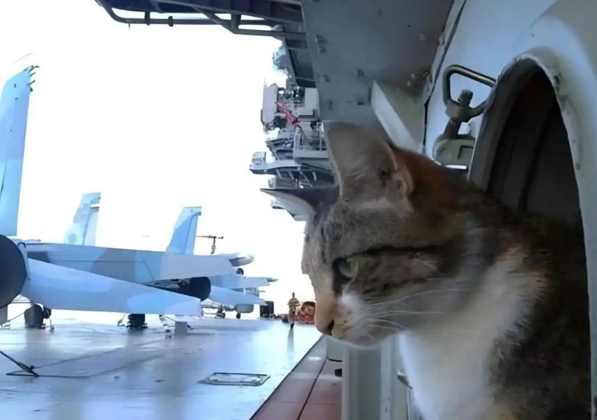 航母上为什么要养猫？是为了抓老鼠？那你就错了，现在航母上的猫可不是为了抓老鼠，而