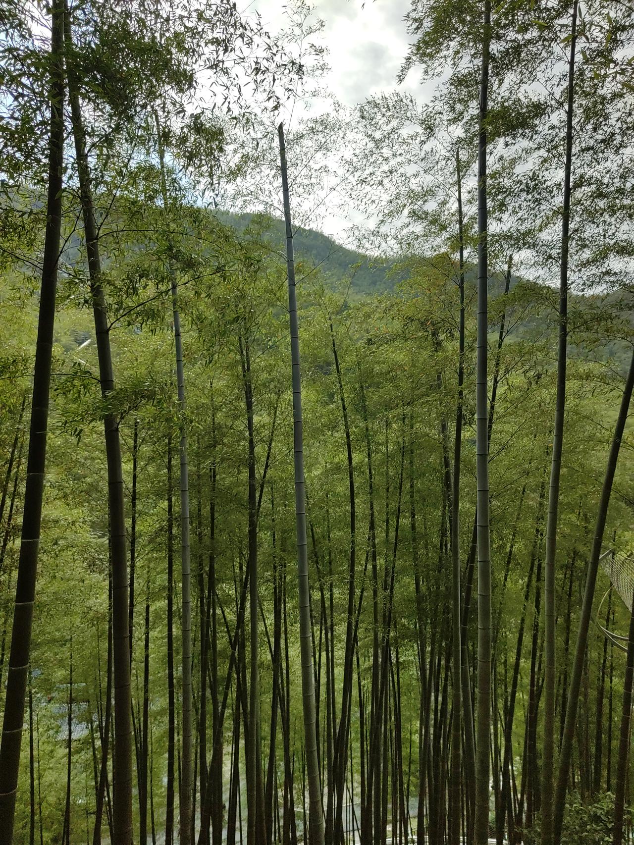 竹林雨影（散文诗）

林林，淋淋，雨过起烟云，风过动竹影。
竹的林。
绿色成浩瀚
