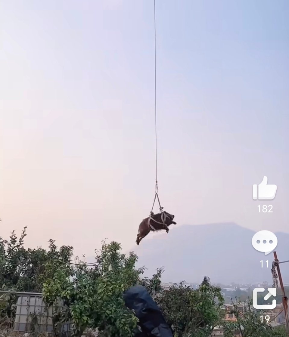 我现在就是这只被吊起来挣扎的猪🐷 