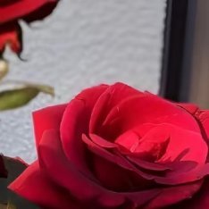 玫瑰种植方法一、时间：玫瑰花除了采用扦插的方式进行繁殖之外，还可以选择播种的方式