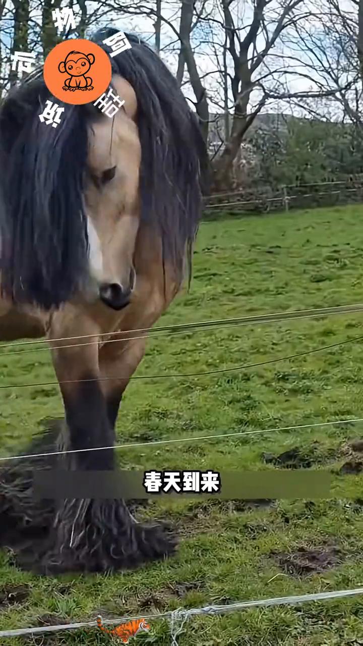 当你用金属刮毛刀在马屁股上刮过，一层层松散的毛发瞬间脱落，露出底下光滑的皮肤。但