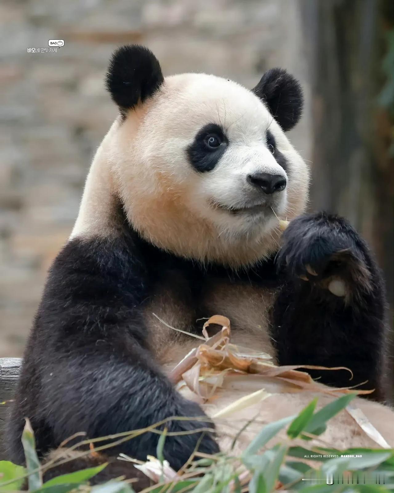 刚才连看了好几个福宝照片都非常的糊，这么说也不对，我相信我一定用过不是高清的照片
