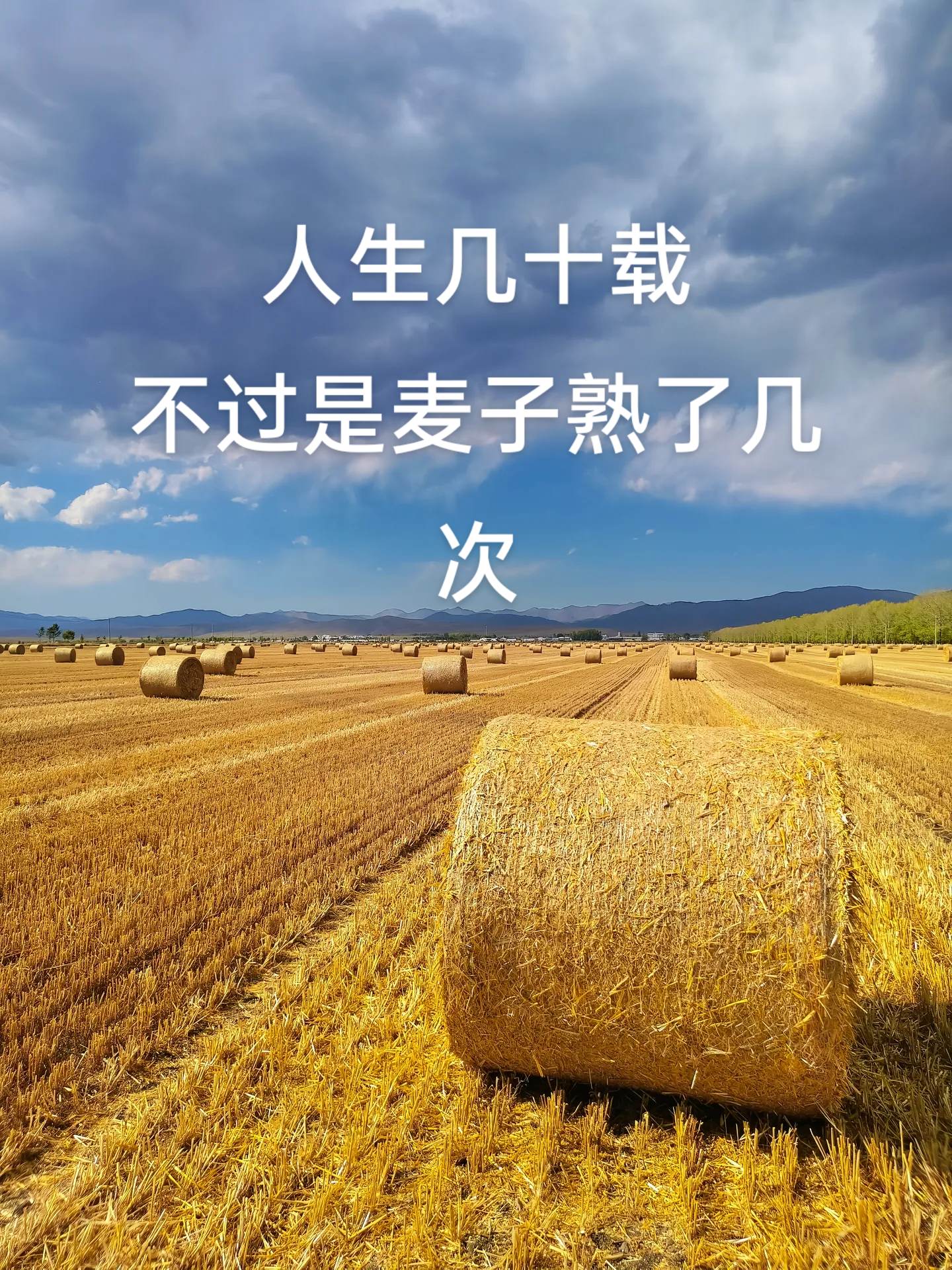 人生感悟 麦子熟了