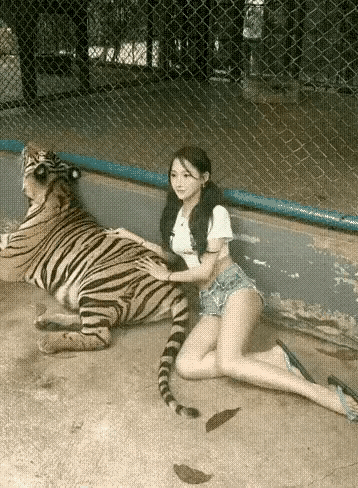 图一：难道小姐姐不知道，老虎的屁股摸不得吗？真是在危险的边缘疯狂试探。
图二：到