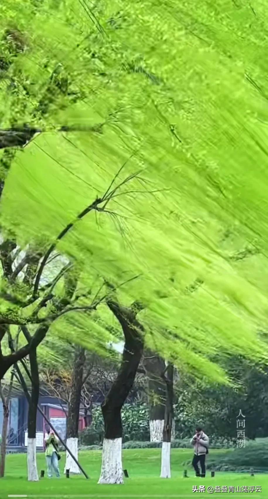 这春天的西湖美景确实很美
但是
如果被炒股套牢的人看到这绿油油的一片，估计电脑都